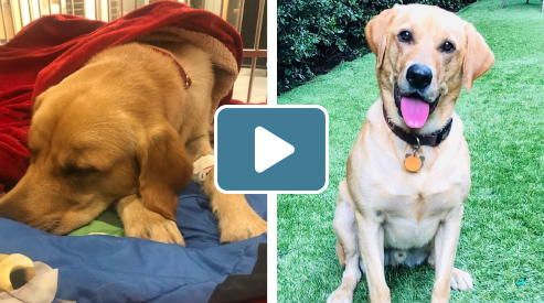 A before image of baloo the dog in the hospital and an after image of baloo smiling and healthy